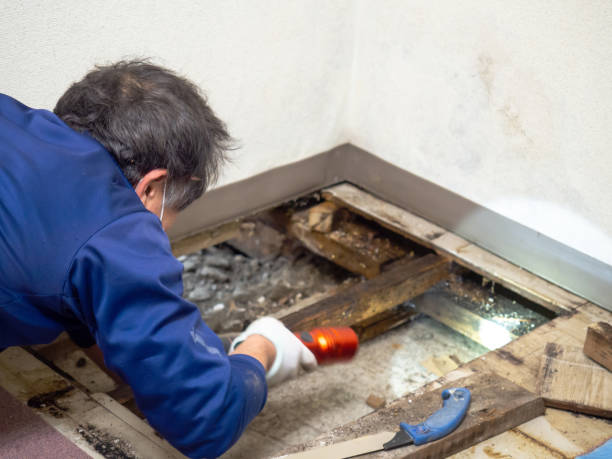 Why You Should Choose Our Mold Remediation Services in Timberville, VA